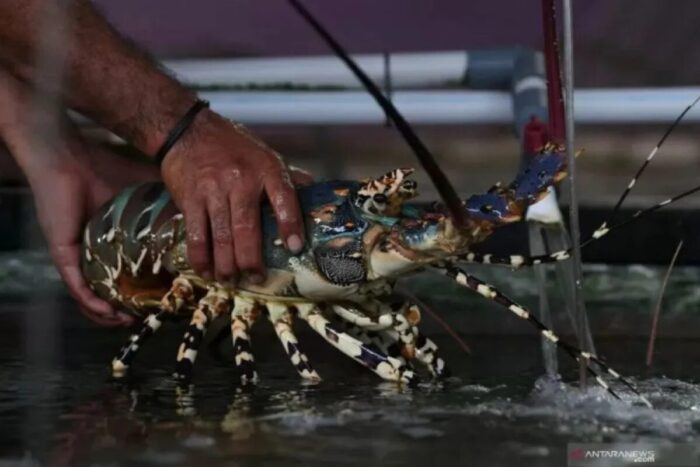 Pengelolaan Lobster Indonesia